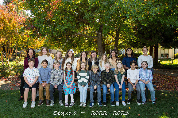 Sequoia copy
